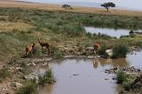 TANZANIA - Serengeti National Park - Gazzella di Reedbuck - 4